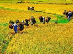 Phát thải khí thải nhà kính từ canh tác lúa bị đánh giá thấp